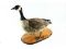 Taxidermy Canadian Goose