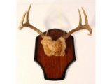 Taxidermy 5 Point Antler on Wood Base