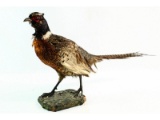 Taxidermy Pheasant Mount