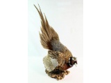 Taxidermy Pheasant Mount