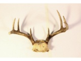 4 Point Antler Rack