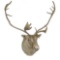 Taxidermy Mount Caribou Head