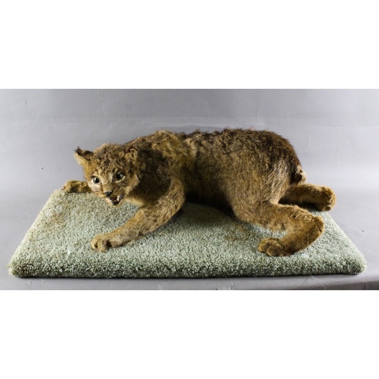 Taxidermy Mount Bobcat
