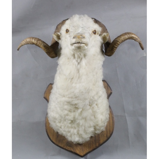 Taxidermy Mount Ram Head