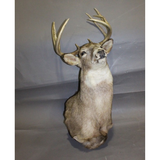 Taxidermy Mount 10 Point Deer Head