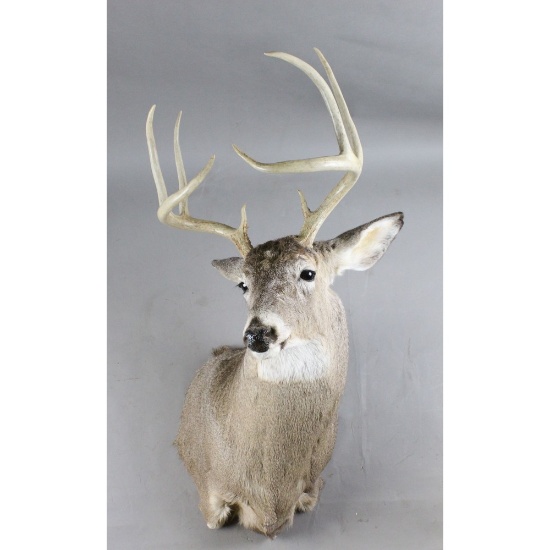 Taxidermy Mount 8 Point Whitetail Deer Head