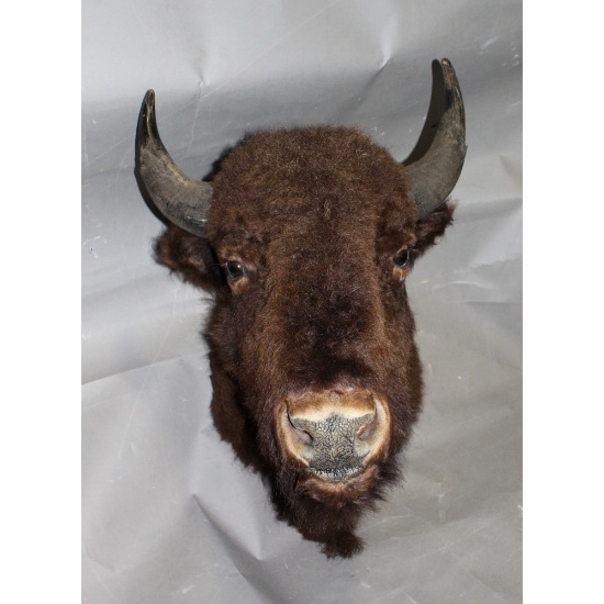 Taxidermy Mount Buffalo Head