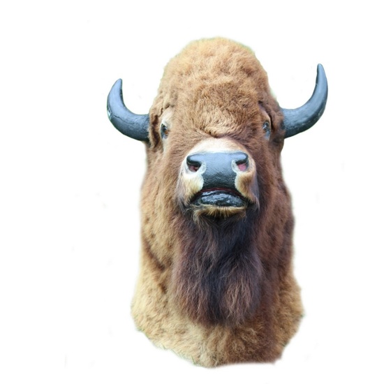 Taxidermy Mount Large Buffalo/Bison Head