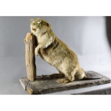 Taxidermy Mount Near Sighted Beaver
