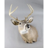 Taxidermy Mount 8 Point Whitetail Deer Head