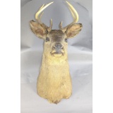 Taxidermy Mount Whitetail Deer Head