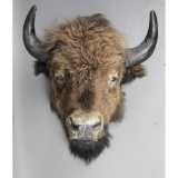 Taxidermy Mount Buffalo/Bison Head