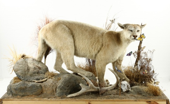 Taxidermy Full Grown Mountain Lion