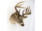 Deer Head Taxidermy Mount