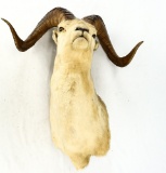 Big Horn Sheep Taxidermy Mount