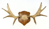 Moose Antler Mount