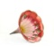 Edison Morning Glory Red Flowered Phonograph Horn