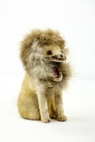 Japanese Tin Hairy Lion Wind Up Toy