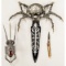 Novelty Spider Knives