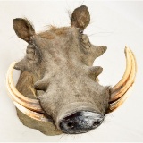 African Warthog Taxidermy Head