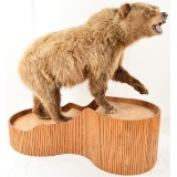 Taxidermy Brown Bear