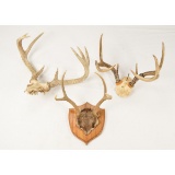 Lot of 3 Deer Antler Mounts