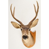 4 Point Mule Deer Shoulder Mount