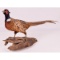 Mounted Ringneck Pheasant