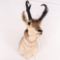 nPronghorn Antelope Taxidermy