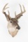 Mounted Deer Head with 8 Point Horn Rack