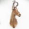 Red Hartebeest Shoulder Taxidermy Wall Mount