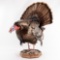 Turkey Standing Gobbling Taxidermy Mount