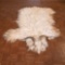 Angora Goat Hide With Skull and Horns