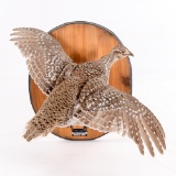 Grouse Bird Taxidermy Flying Right