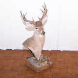 12 Point Whitetail Deer on Floor Mount