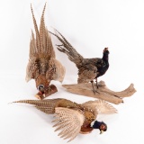 3 Pheasant Taxidermy Mounts