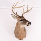 8 Point White Tail Deer Taxidermy