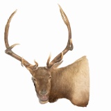 Large Taxidermy 12 Point Elk Head