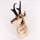 Pronghorn Antelope Taxidermy Mount