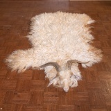 Angora Goat Hide With Skull and Horns