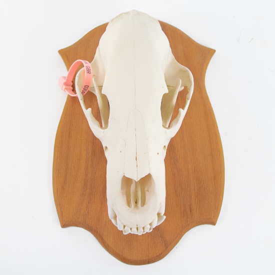 Genuine Kodiak Bear 13" Skull With Tag