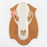 Genuine Kodiak Bear 13