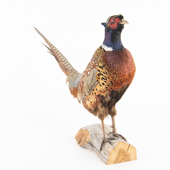 Taxidermy Ring-Necked Pheasant Mount
