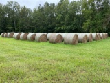 COASTAL BERMUDA HAY BALES