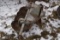 4 Bottom Disc Plow