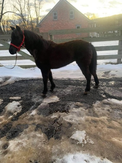 Midnight-8 Year Old Mini Mare