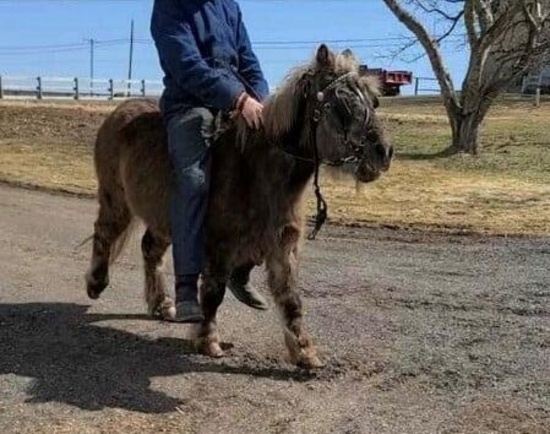 Princess-6 Year Old Pony Mare