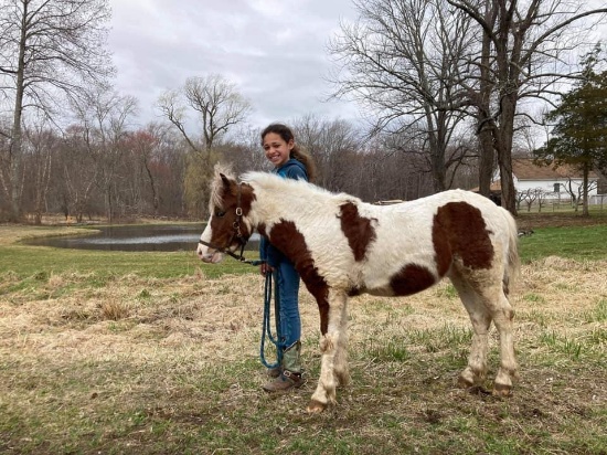 3 Year Old Shetland Gelding