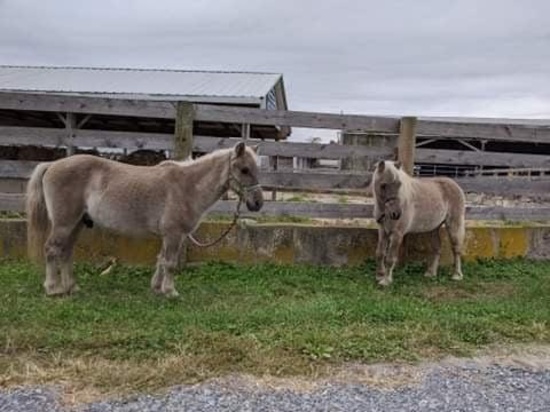 Spicy-Small Pony Gelding, 13 Years Old