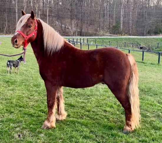 Trigger-6 Year Old Pony Gelding